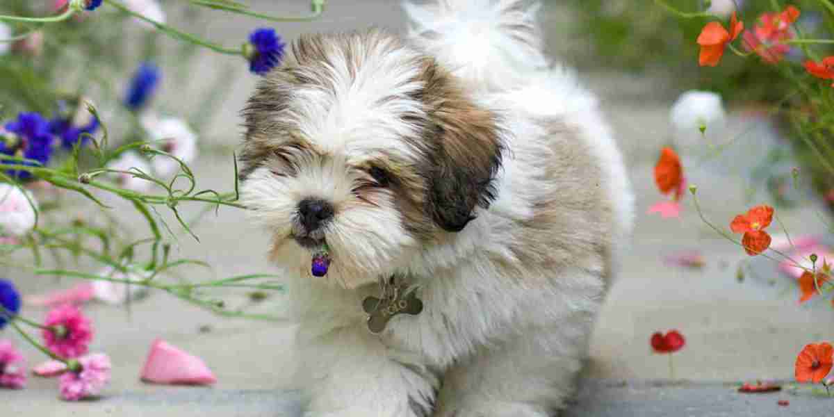 Exploring the Charm of Lhasa Apso Puppies for Sale in Ahmedabad