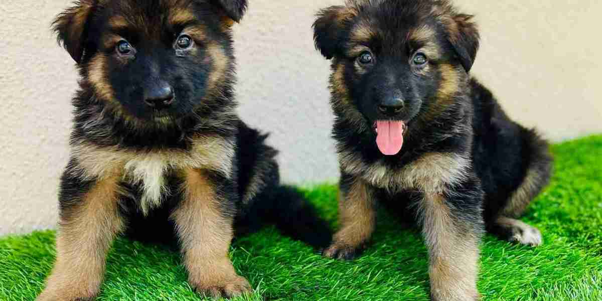Exploring German Shepherd Puppies for Sale in Jaipur: A Guide to Your New Furry Friend