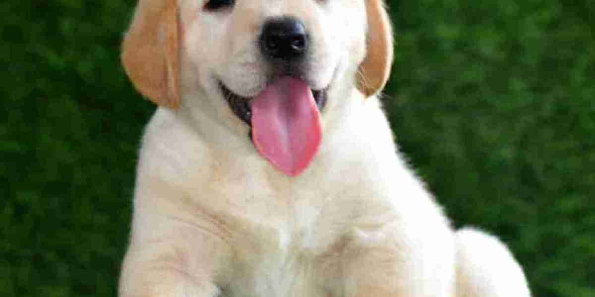 Exploring Labrador Retriever Puppies for Sale in Jaipur: A Comprehensive Guide