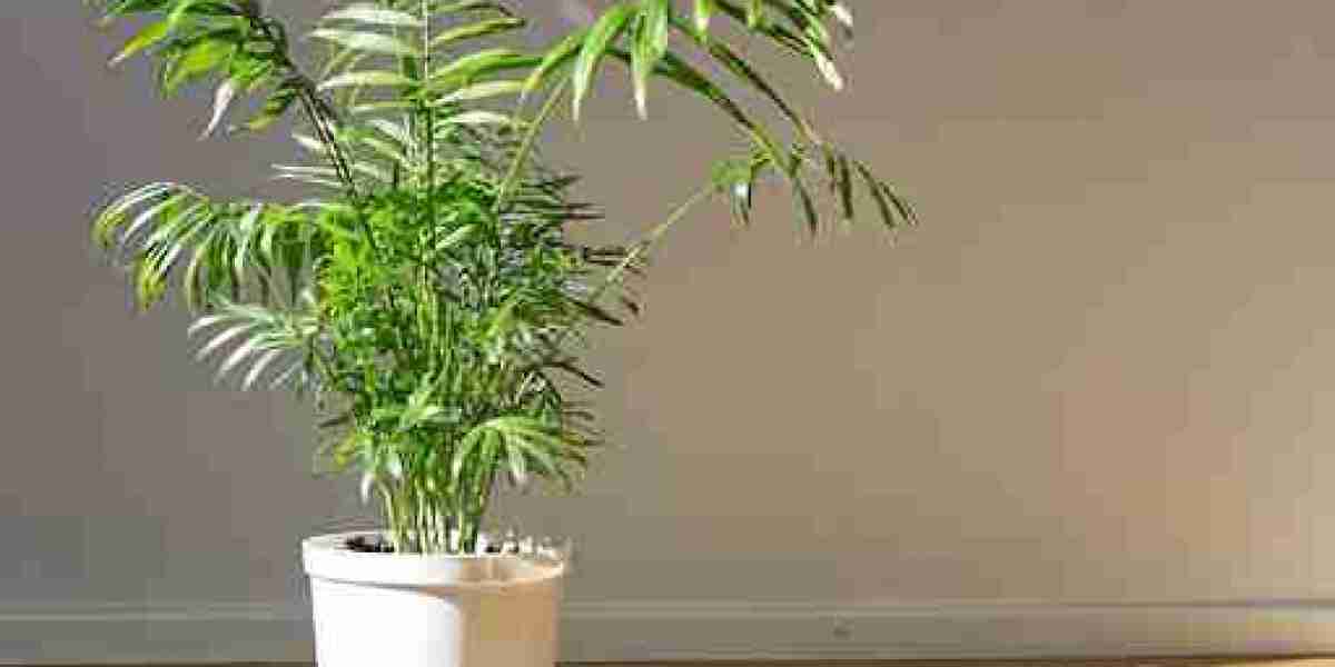 How to Grow and Care for Parlour Palm
