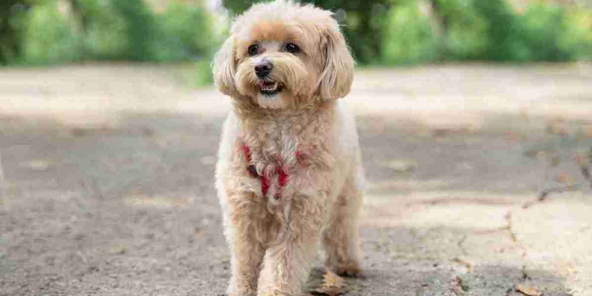 Exploring Maltipoo Puppies for Sale in Mumbai: Finding Your Furry Friend at the Best Prices