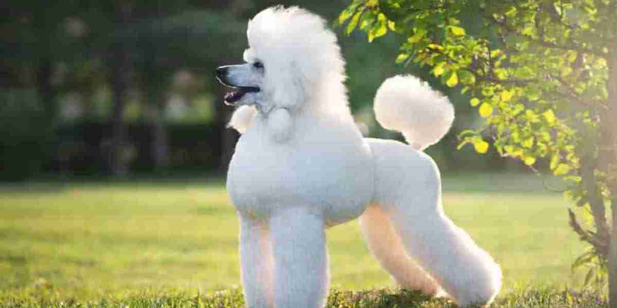 Exquisite Poodle Puppies for Sale in Mumbai: Finding Your Perfect Furry Companion at the Best Prices
