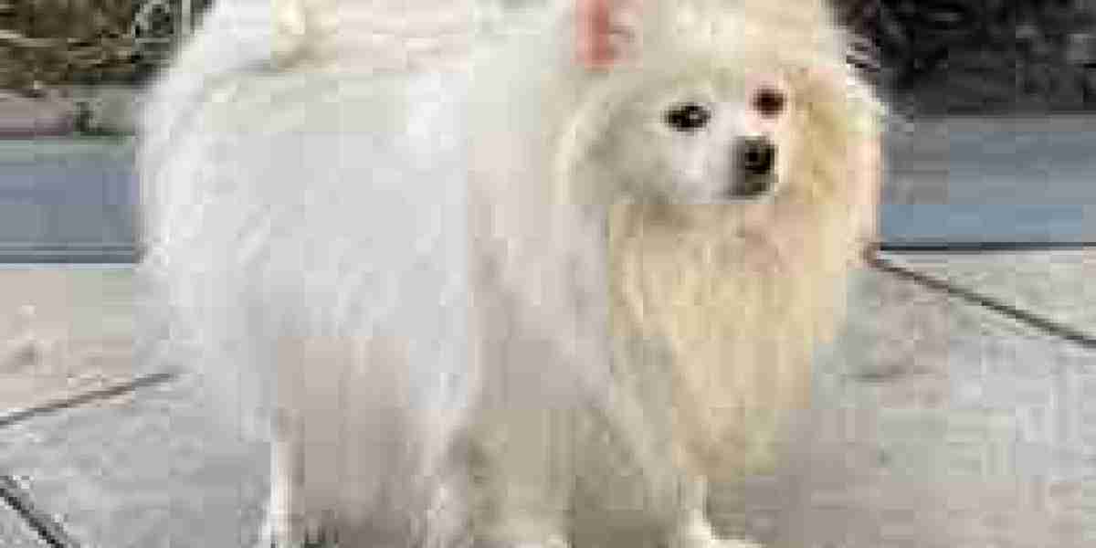 Embracing the Charm: Pomeranian Puppies for Sale in Mumbai at Best Prices