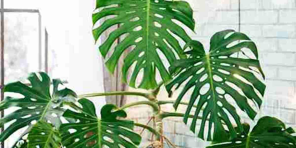 Palms and Monstera Symphony: How to Bring the Tropics to Your Living Space