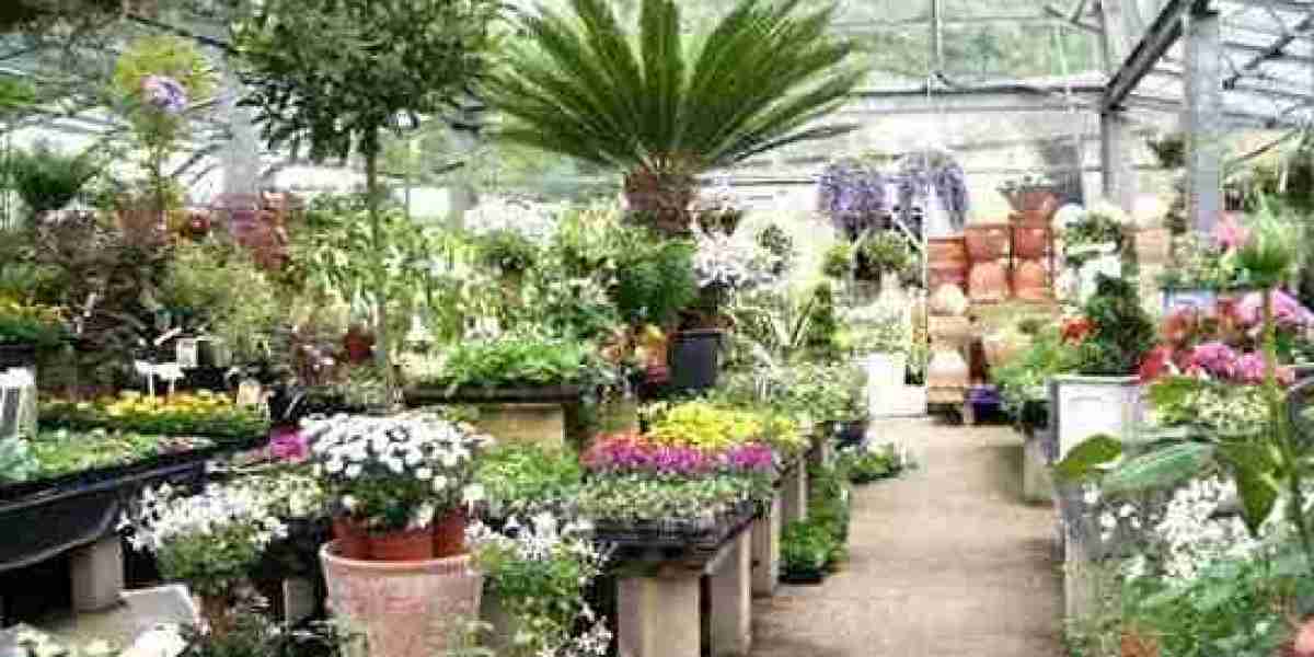 Transform Your Garden into a Green Sanctuary with Noida Greens Nursery