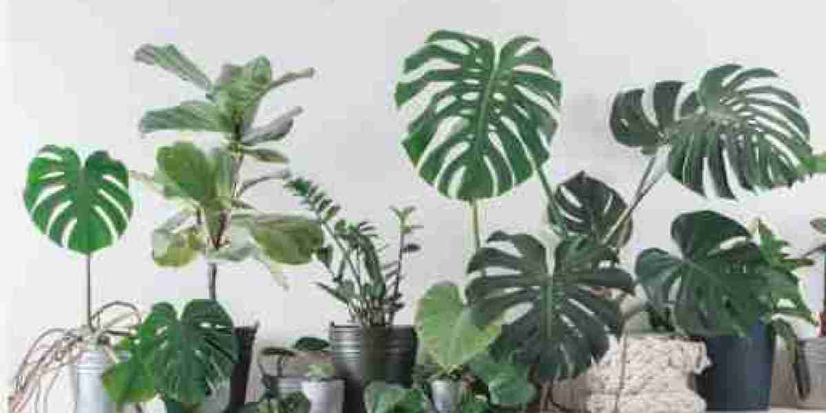 Discovering Affordable Greenery at Noida Greens Nursery: Your Local Garden Center Oasis