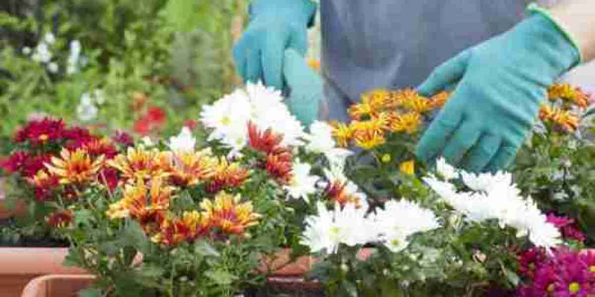 Noida Greens Nursery - Your Premier Destination for Quality Plant Nursery in Noida