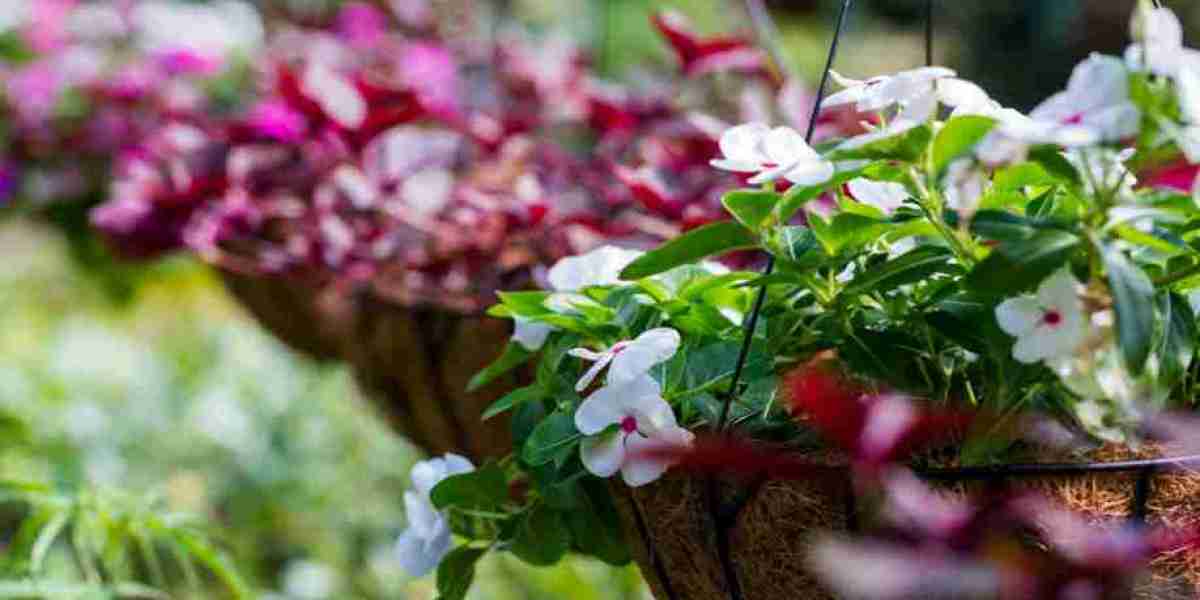 Hanging Basket Plants: Explore The Maintenance Tips And Tricks