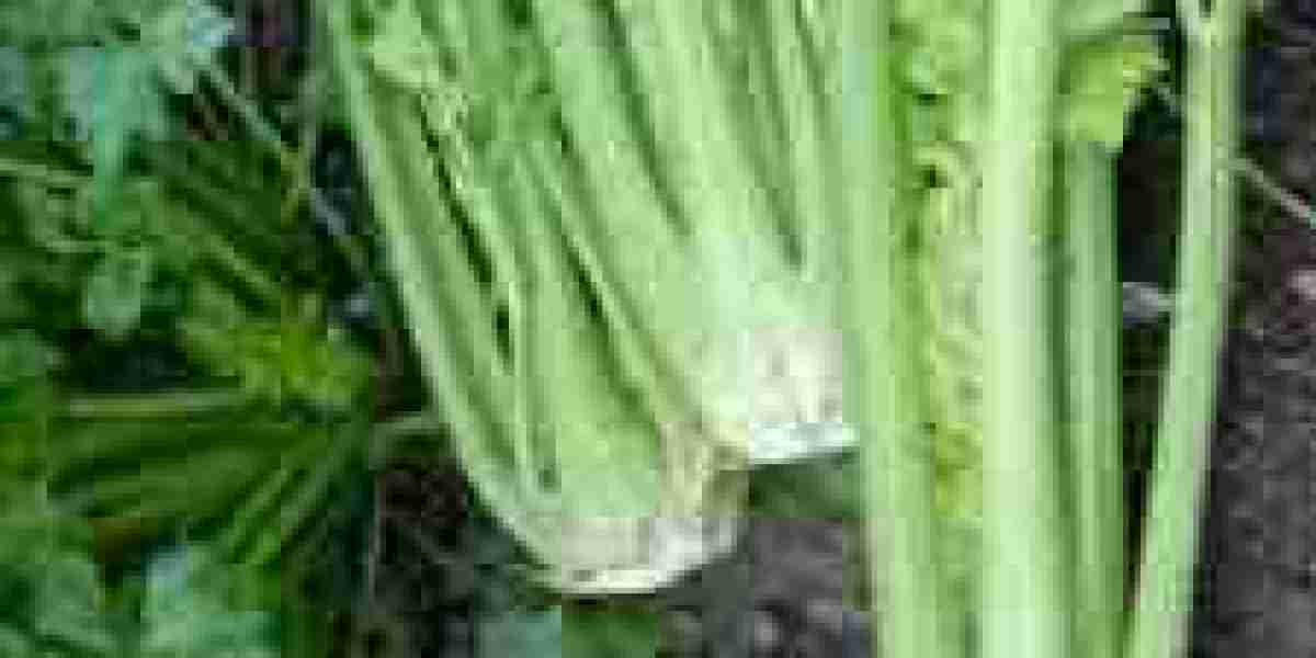 Unlocking the Surprising Benefits of Celery for Sexual Wellness