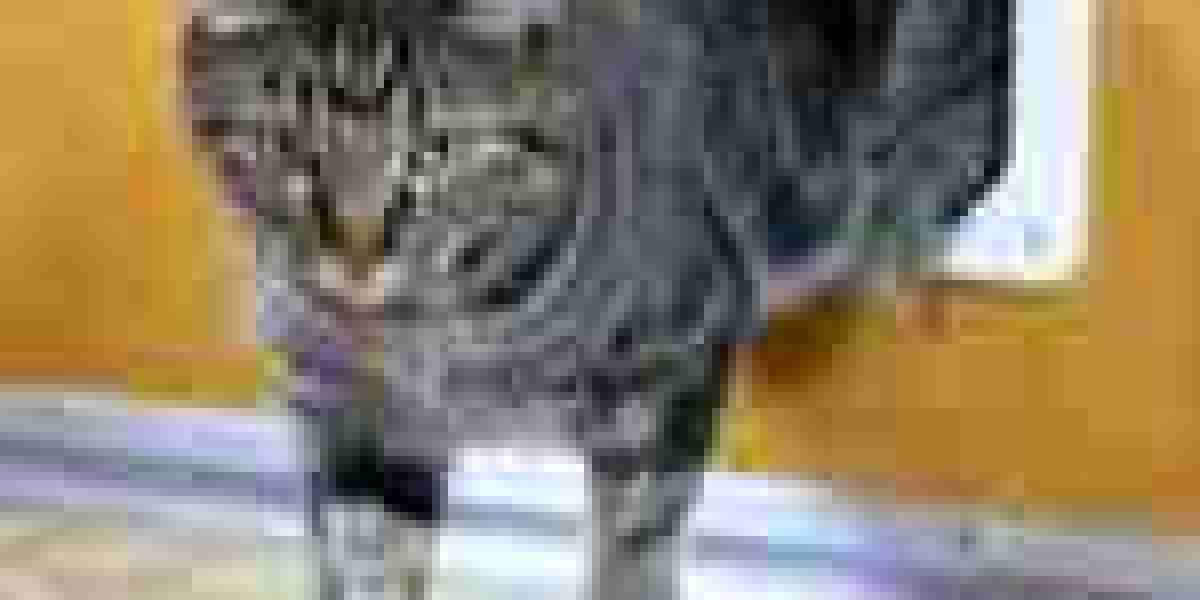 Where To Research Cat Door Experts Online