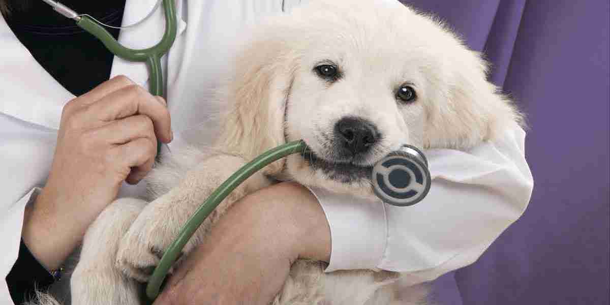 Why Regular Vet Checkups Are the Best Gift for Your Pet’s Health