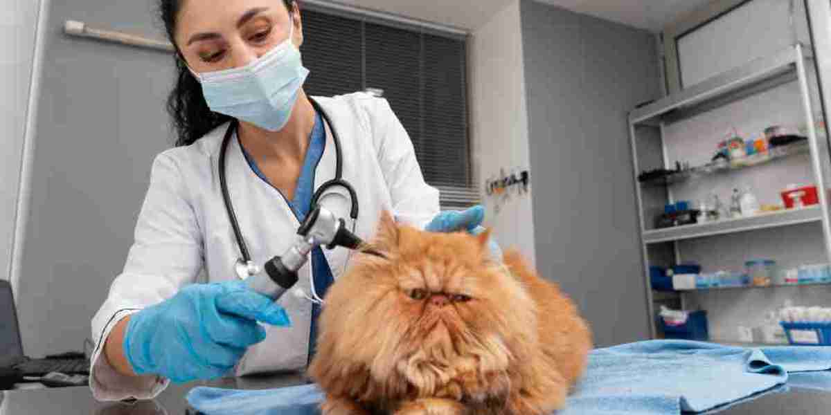 Comprehensive Pet Care in Qatar: Choosing the Right Veterinary Clinic
