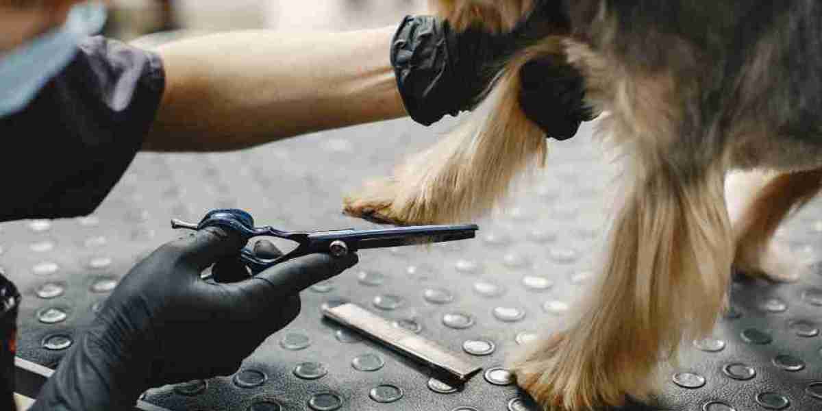 Top 5 Benefits of Regular Dog Grooming at All Dogs Rock in West Palm Beach
