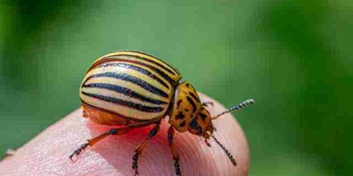 Professional Heat Treat for Bed Bugs in Southfield: Presidio’s Success Stories