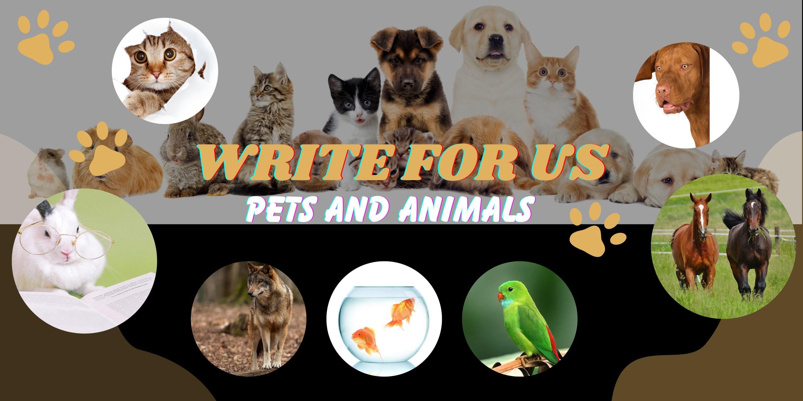 Write For Us Pets | Dog | Cats | Pets Care | Pets Foods