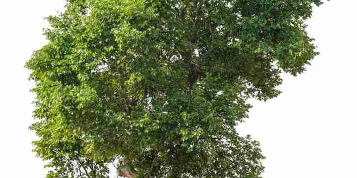 Crown Lifting in Swindon: Improving Tree Health and Safety