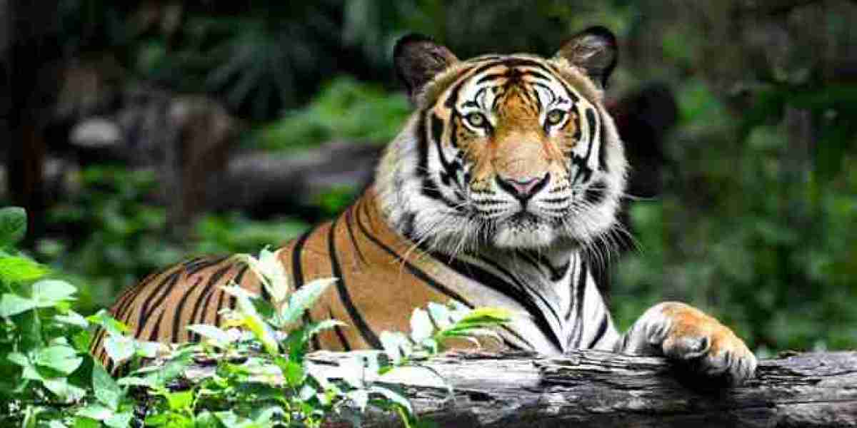 Ranthambore Tiger Safari: Journey into the Kingdom of the Big Cats
